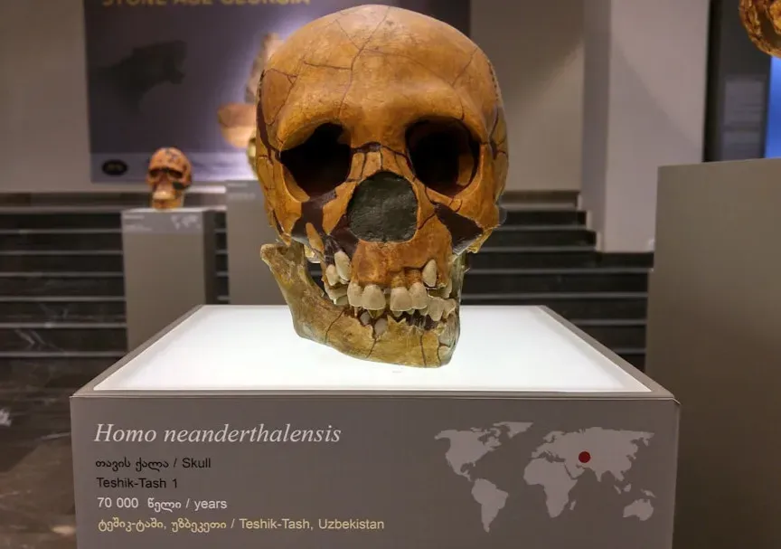 What We Already Knew About Neanderthal Interbreeding (Image Credits: Unsplash)