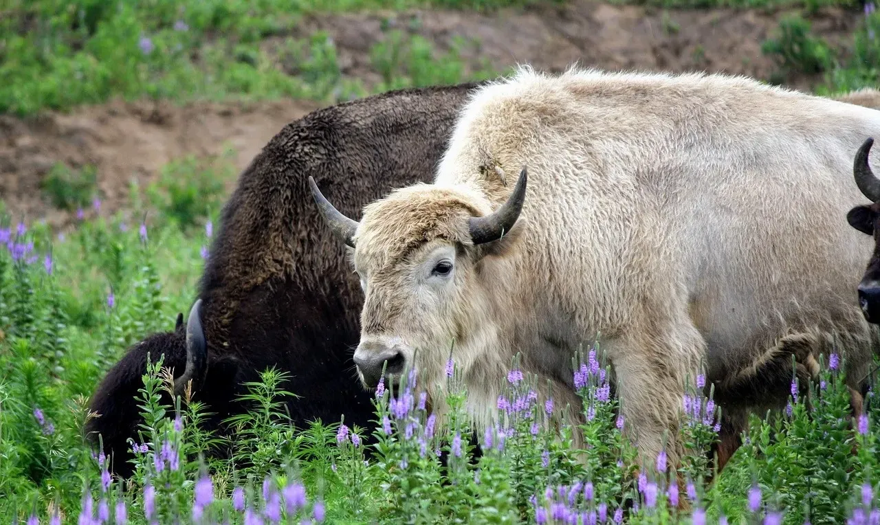 Why a White Buffalo Is So Rare in the First Place (Image Credits: Pixabay)