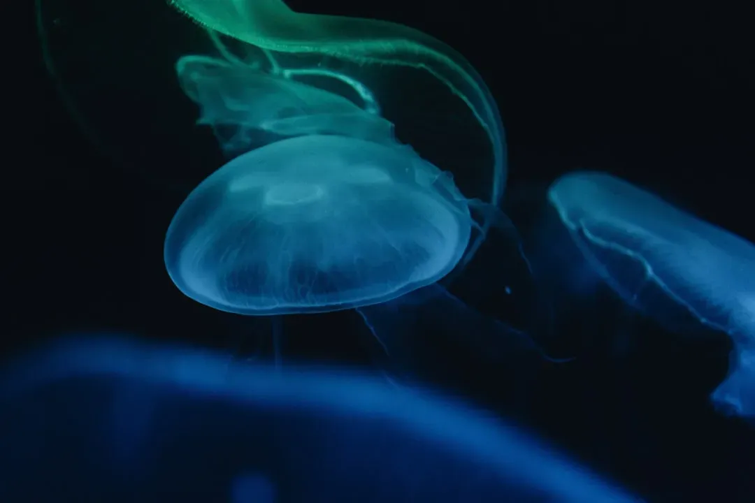 6. Deep-Sea Creatures Flashing Bioluminescent Messages (Image Credits: Unsplash)