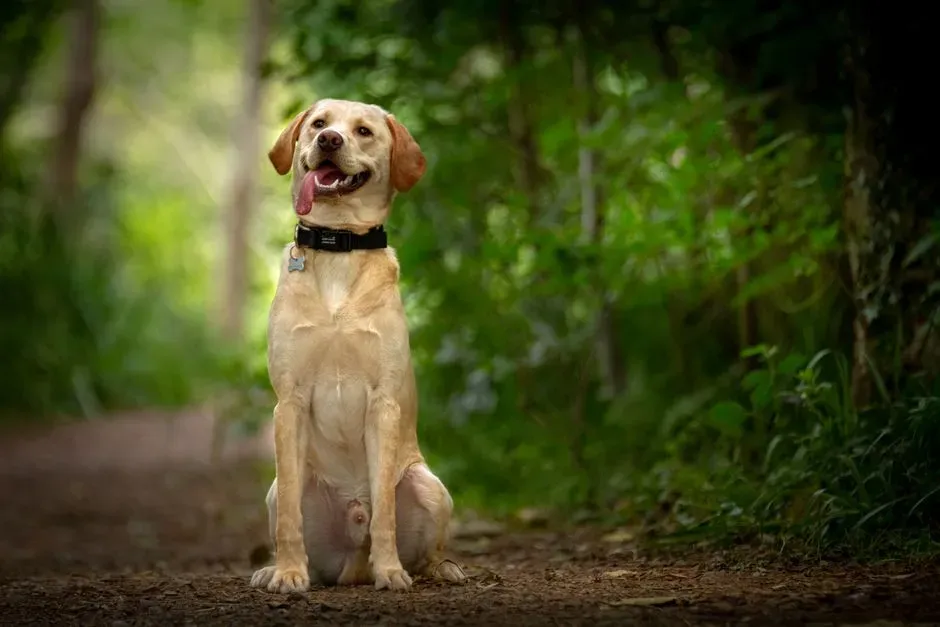 1. Labrador Retriever: The Emotional Mind-Reader (Image Credits: Pexels)