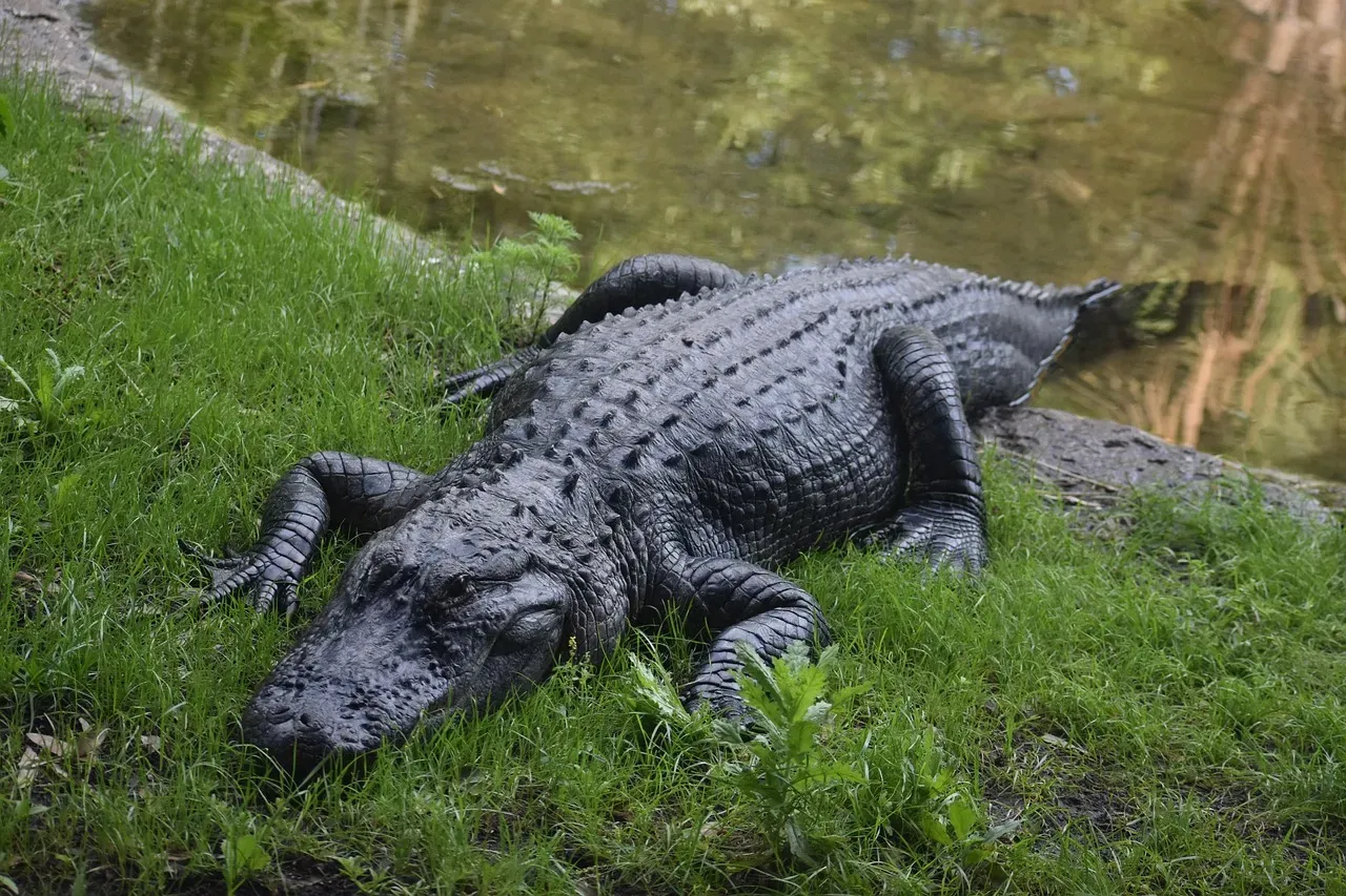 Conclusion: What Your Trash Tells an Alligator (Image Credits: Pixabay)
