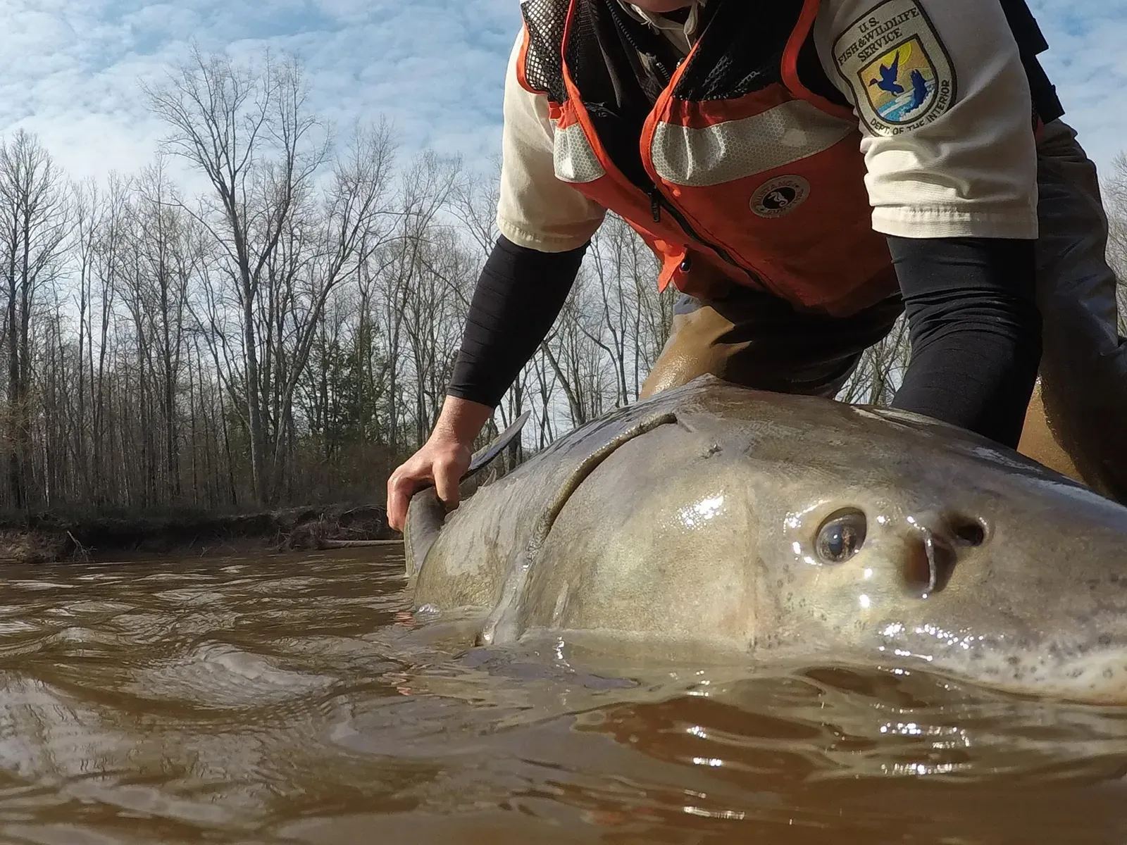 The Great Lakes Comeback: Sturgeon Reemerge in US Waters (Lake sturgeon, Public domain)