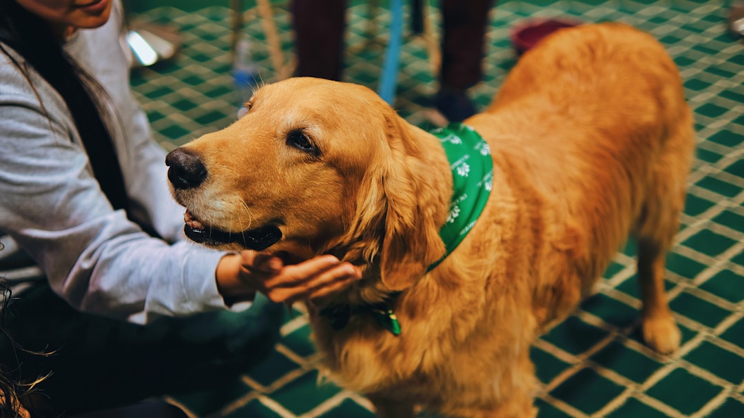 The Dog: Humanity's Emotional Mirror (Image Credits: Unsplash)