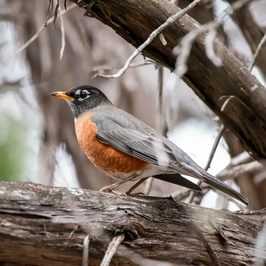 2. American Robin – The Backyard Timekeeper (Image Credits: Unsplash)
