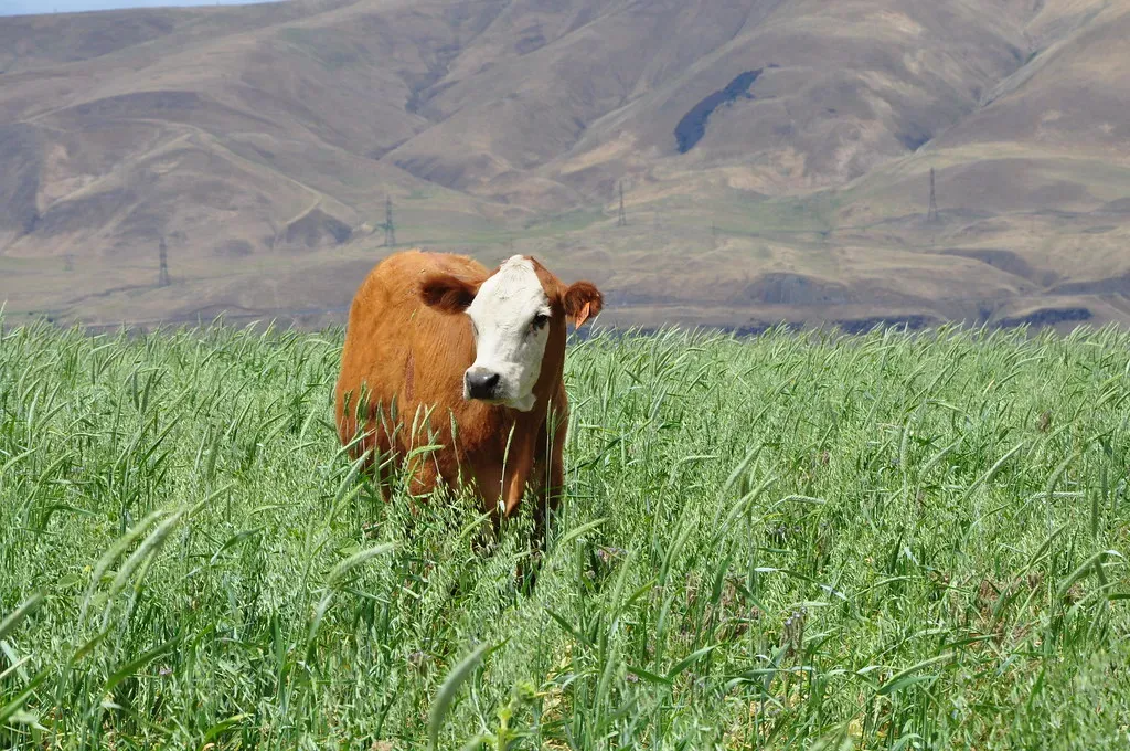 Can We Actually Use Animals as Natural Early‑Warning Systems? (Image Credits: Flickr)