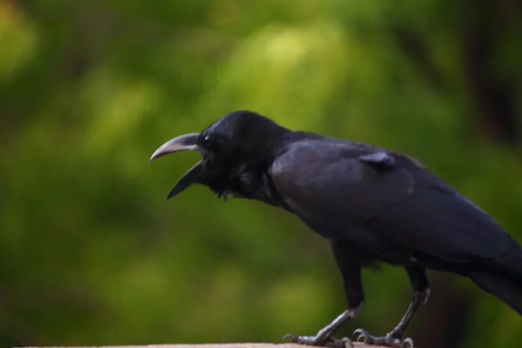 3. The Repeated Cawing of Crows Watching Your Every Move (Balaji Bharadwaj, Flickr, CC BY 2.0)
