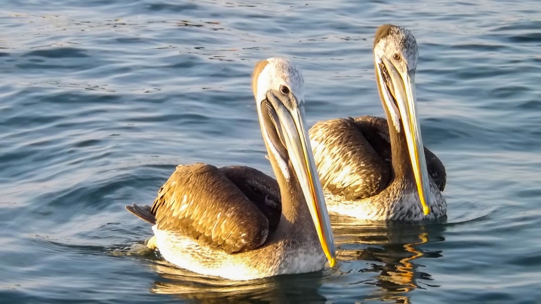 Islands Rebuilt, Nests Reborn (Image Credits: Unsplash)