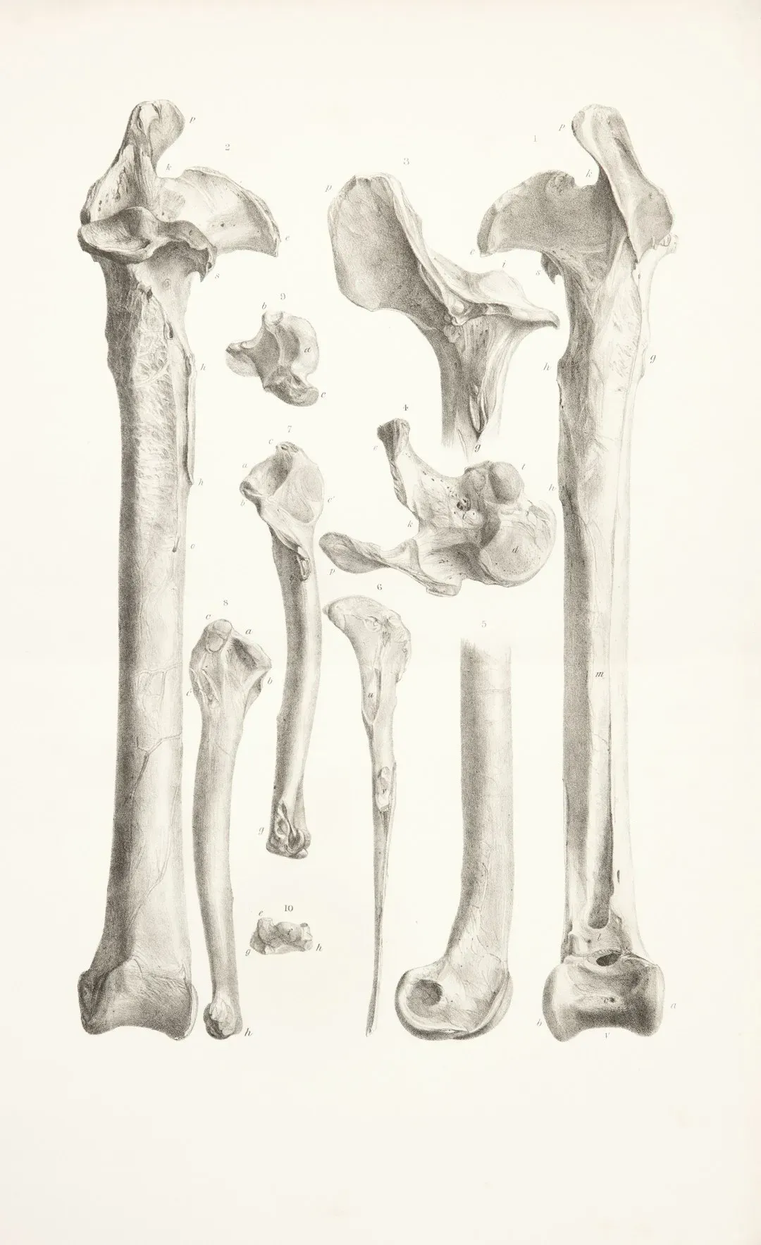 From Childhood Falls to Elite Athletes: How Stress Shapes Stronger Bones (Image Credits: Unsplash)