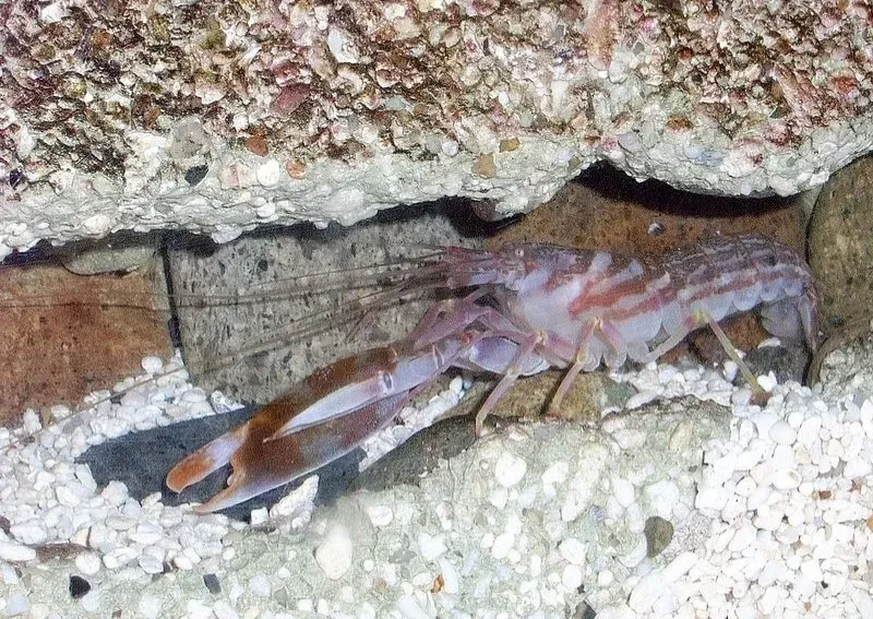The Pistol Shrimp: The Underwater Gunner (Image Credits: Wikimedia)