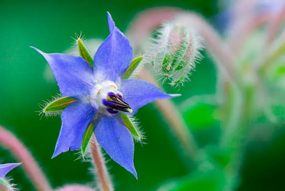#7 - Borage Under Strawberries Boosted Yields in a Real Trial (Image Credits: Pexels)