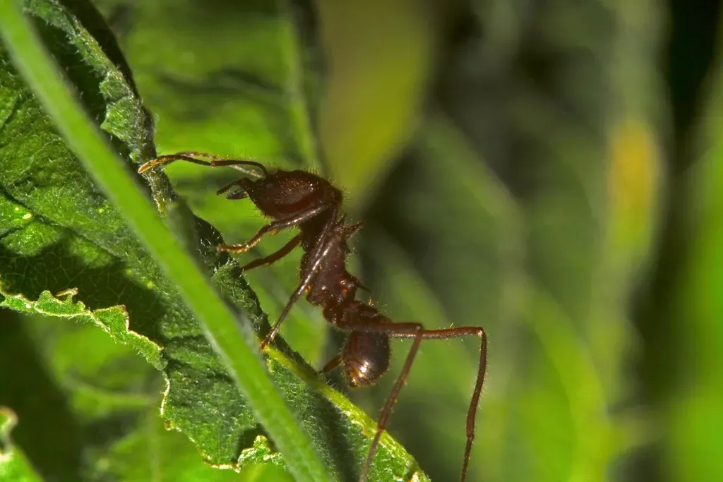 Leafcutter Ants: Tiny Farmers Running Underground Super‑Farms (Image Credits: Rawpixel)