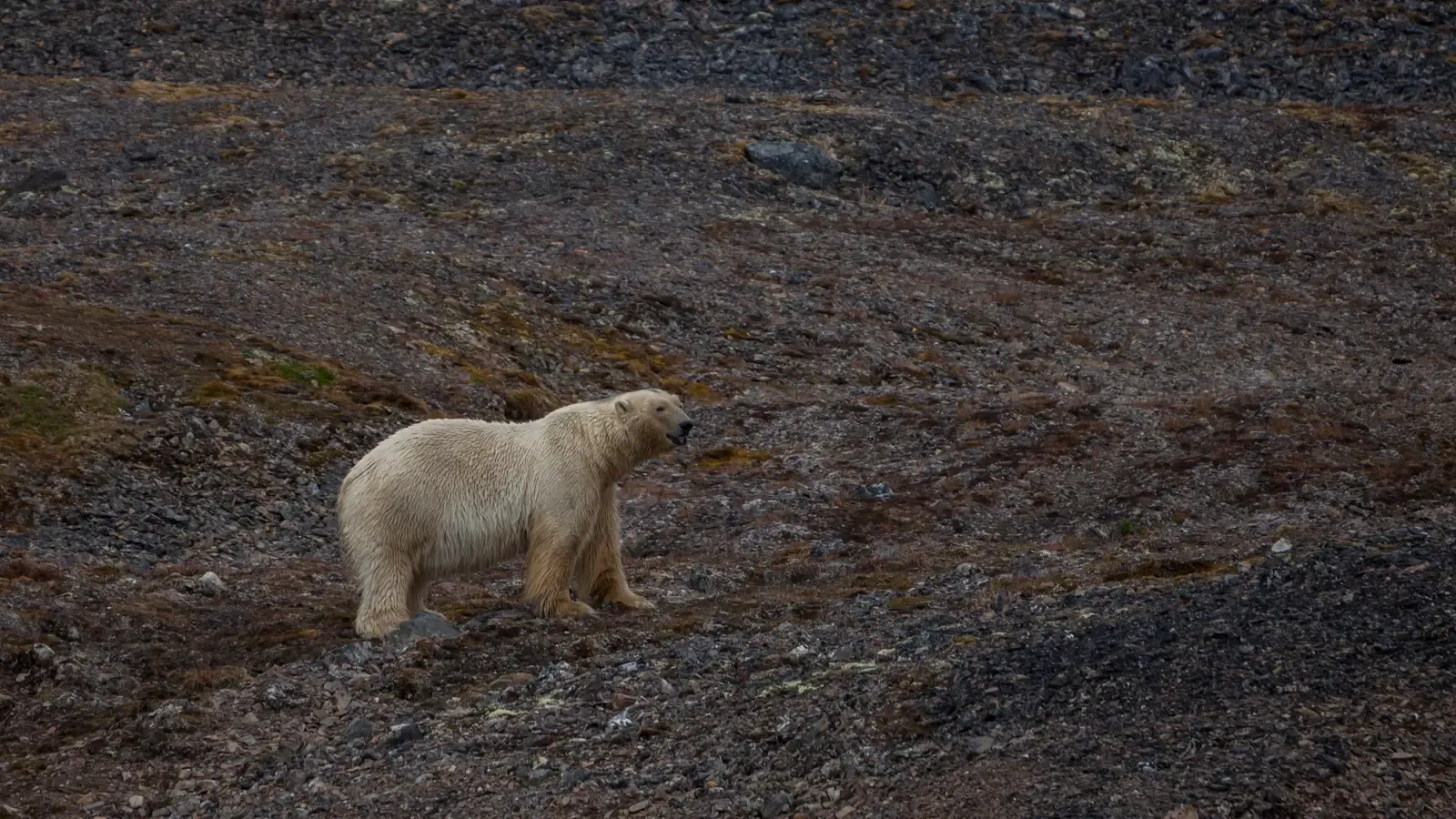 Polar Bears: Stranded on a Melting Edge (By AWeith, CC BY-SA 4.0)