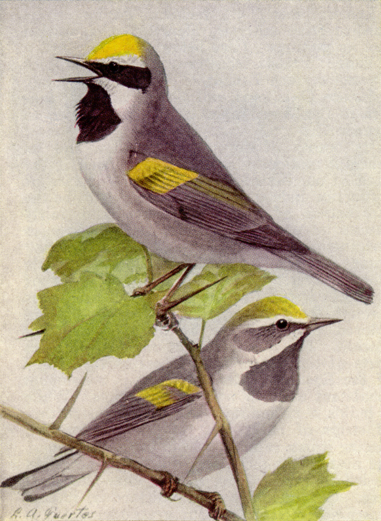 Golden-winged Warblers (Image Credits: Wikimedia)