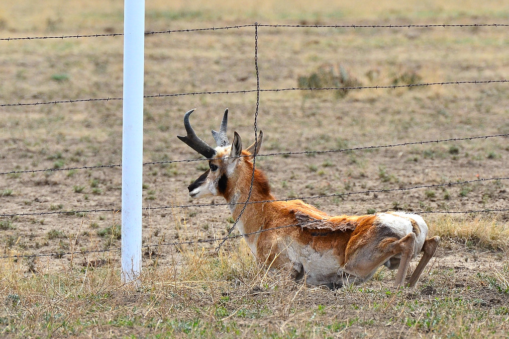Massive Fence Modification Programs Show Results (Image Credits: Flickr)