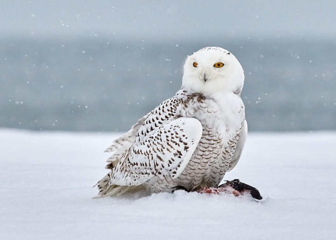 Ghosts on the Wind: Will Snowy Owls Irrupt Again? (Image Credits: Unsplash)