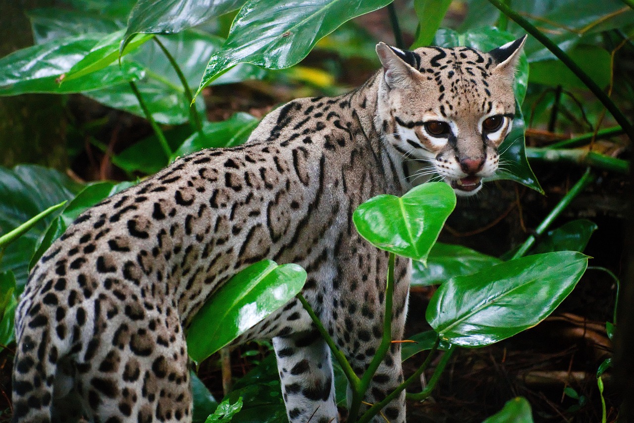 Pisces: The Intuitive Ocelot (Image Credits: Pixabay)