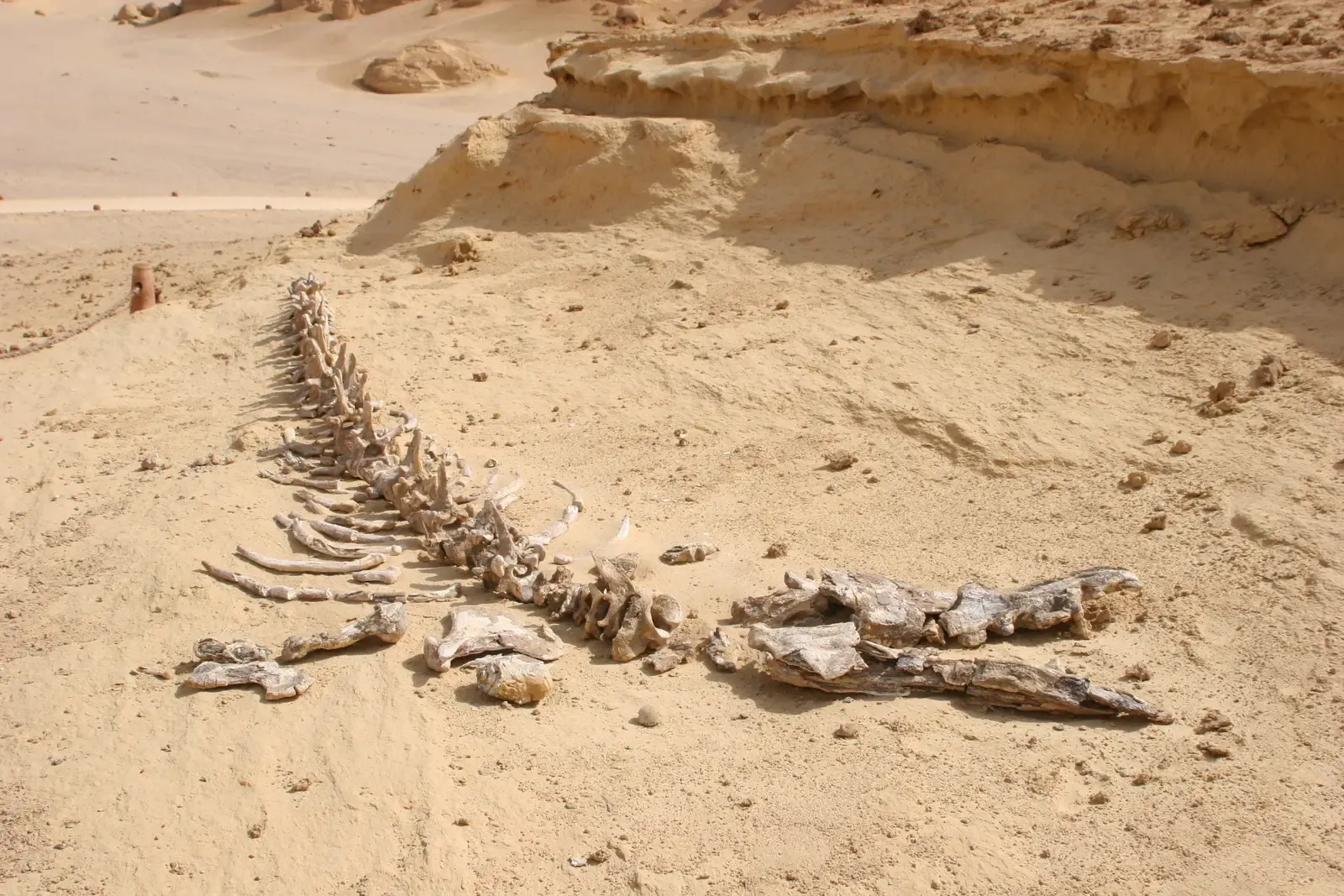 #5 - "Whale" Bones Found in Sediment Older Than Whales Themselves (By Clr202 (Christoph Rohner) at de.wikipedia, CC BY-SA 3.0)