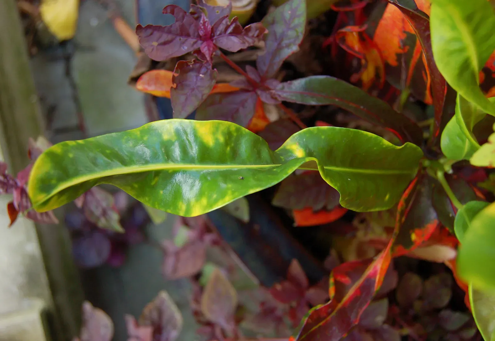 #8 - Leaves Curling or Cupping Upward (Self-photographed, CC BY-SA 3.0)