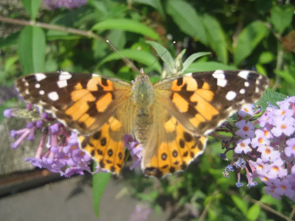 9. The Painted Lady Butterfly: A Six-Generation Relay Race Across Continents (Image Credits: Flickr)