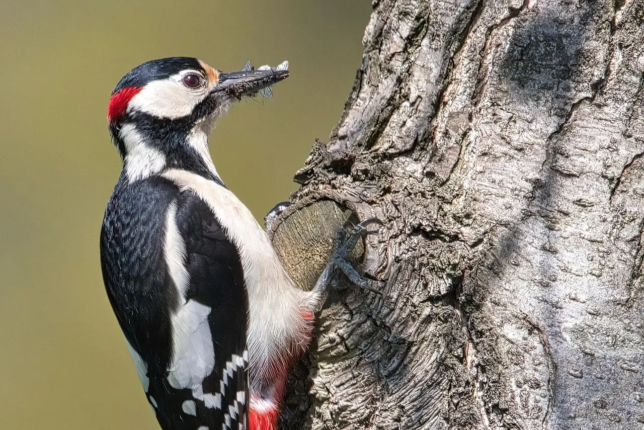 Why Their Drilling Helps Control Insects Without Chemicals (Image Credits: Pixabay)
