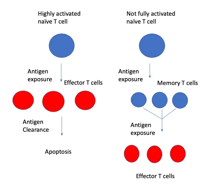 Body Memory, Trauma, and Why Your Cells Might Hold Your Emotional History (By Immcarle133, CC BY-SA 4.0)