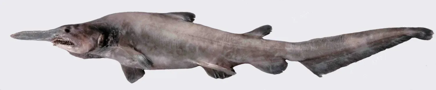 The Goblin Shark: A Prehistoric Nightmare (Image Credits: Wikimedia)