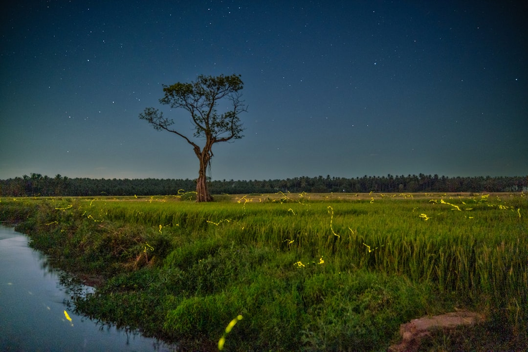 Georgia: Bringing Back the Loopy Five (Image Credits: Unsplash)