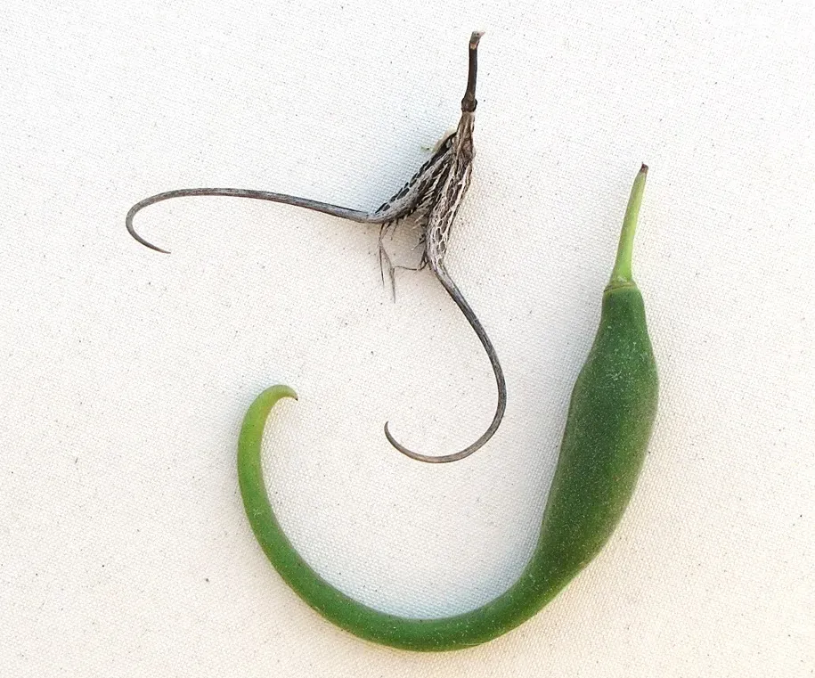 9. Devil’s Claw – The Desert Root That Targets Joint Discomfort (Image Credits: Wikimedia)