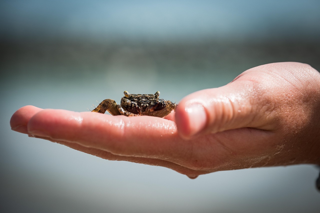 Cancer: The Coastal Nurturer (Image Credits: Pixabay)