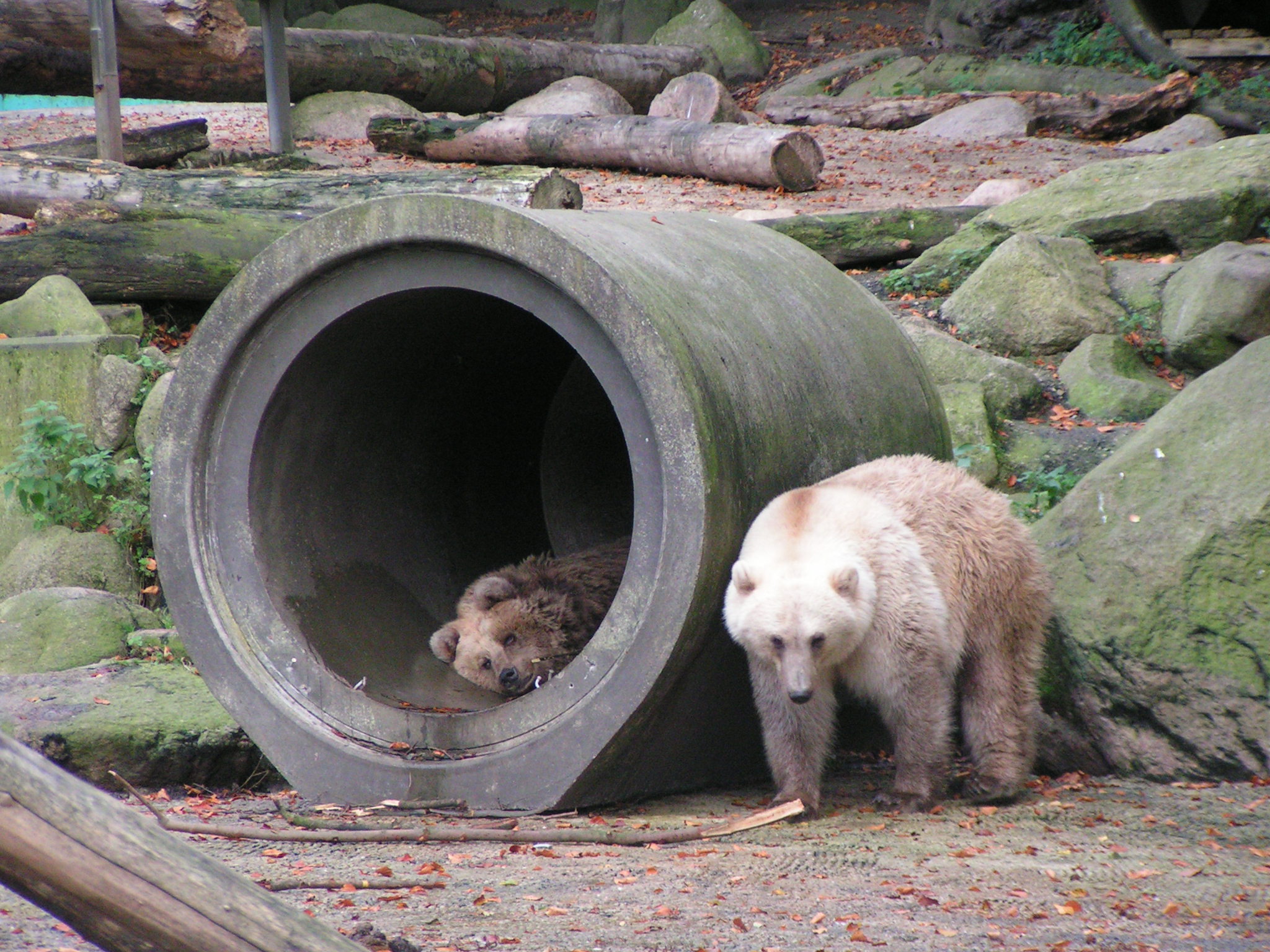 Hybrid Bears Signal Overlapping Territories (Image Credits: Wikimedia)