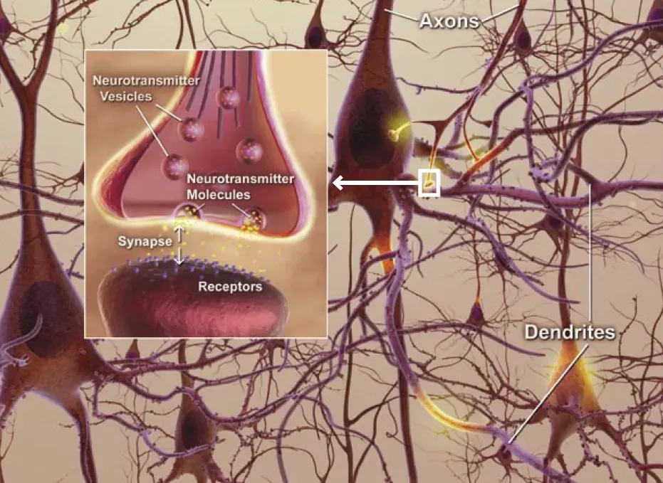#5 - There's No Single "Memory Vault" in Your Brain (By National Institute on Aging, Public domain)