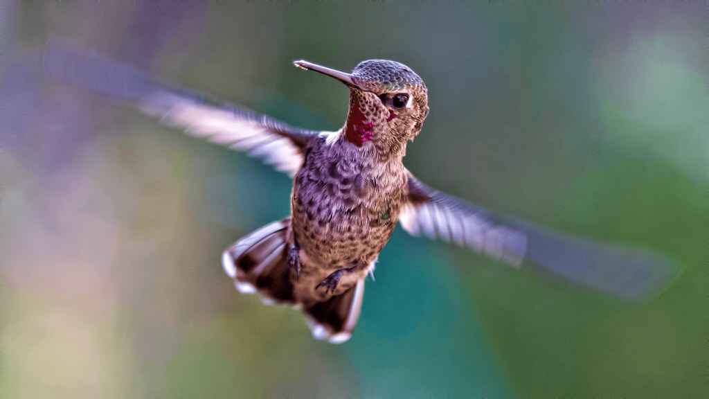 The Swift Hummingbird: Gemini's Quick-Witted Guide (Image Credits: Flickr)