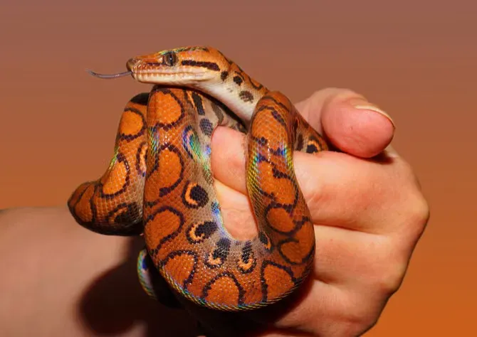 #10 - Rainbow Boas Shimmer Without a Single Iridescent Pigment (Image Credits: Pexels)