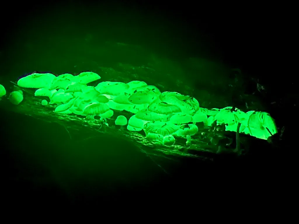 10. “Fairy Fire” and Glowing Fungi in Appalachian Forests (CazzJj, Flickr, CC BY 2.0)