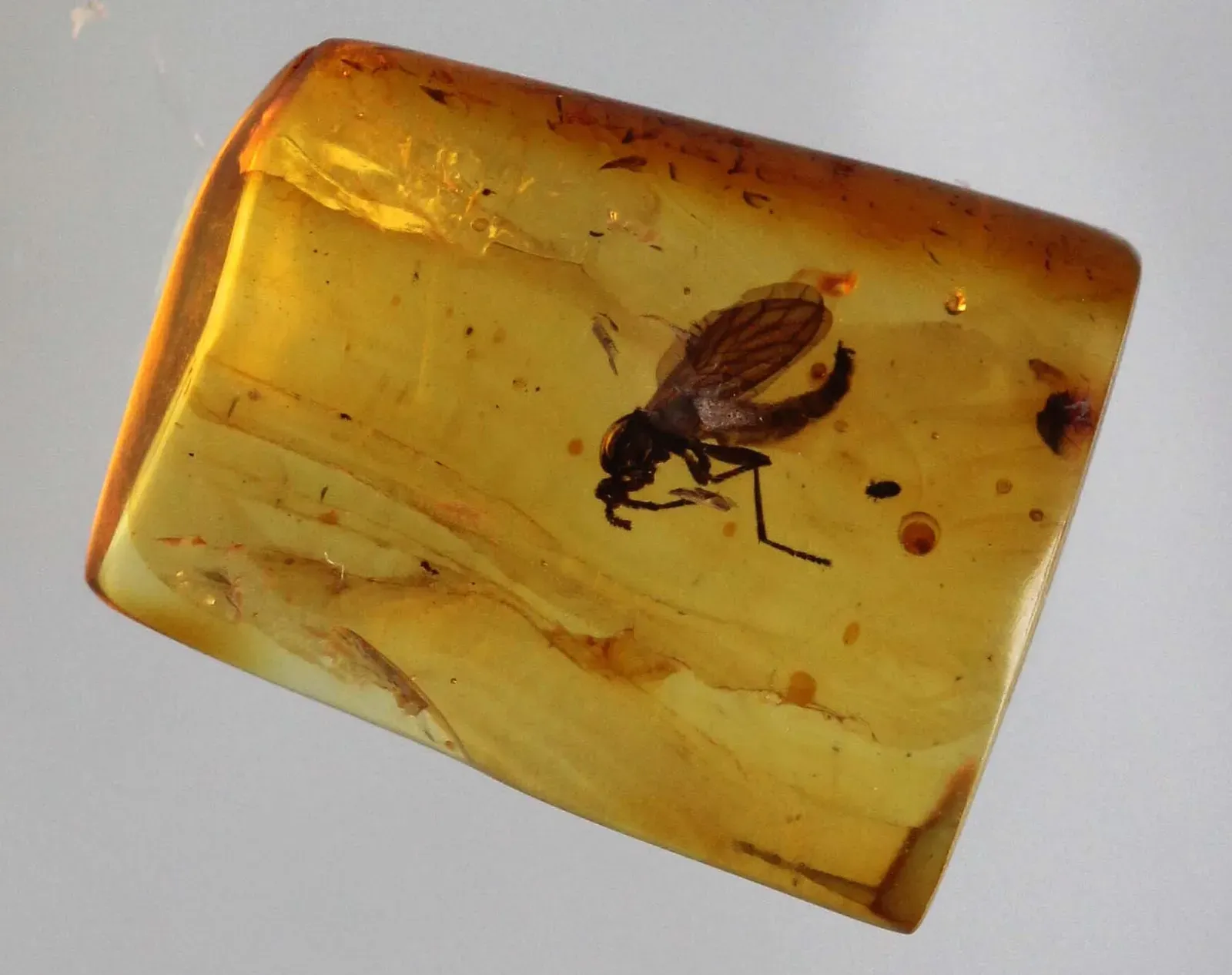 #1 - The Impossible Mosaic Blending Five Different Insect Orders (By Manukyan Andranik, CC BY-SA 4.0)