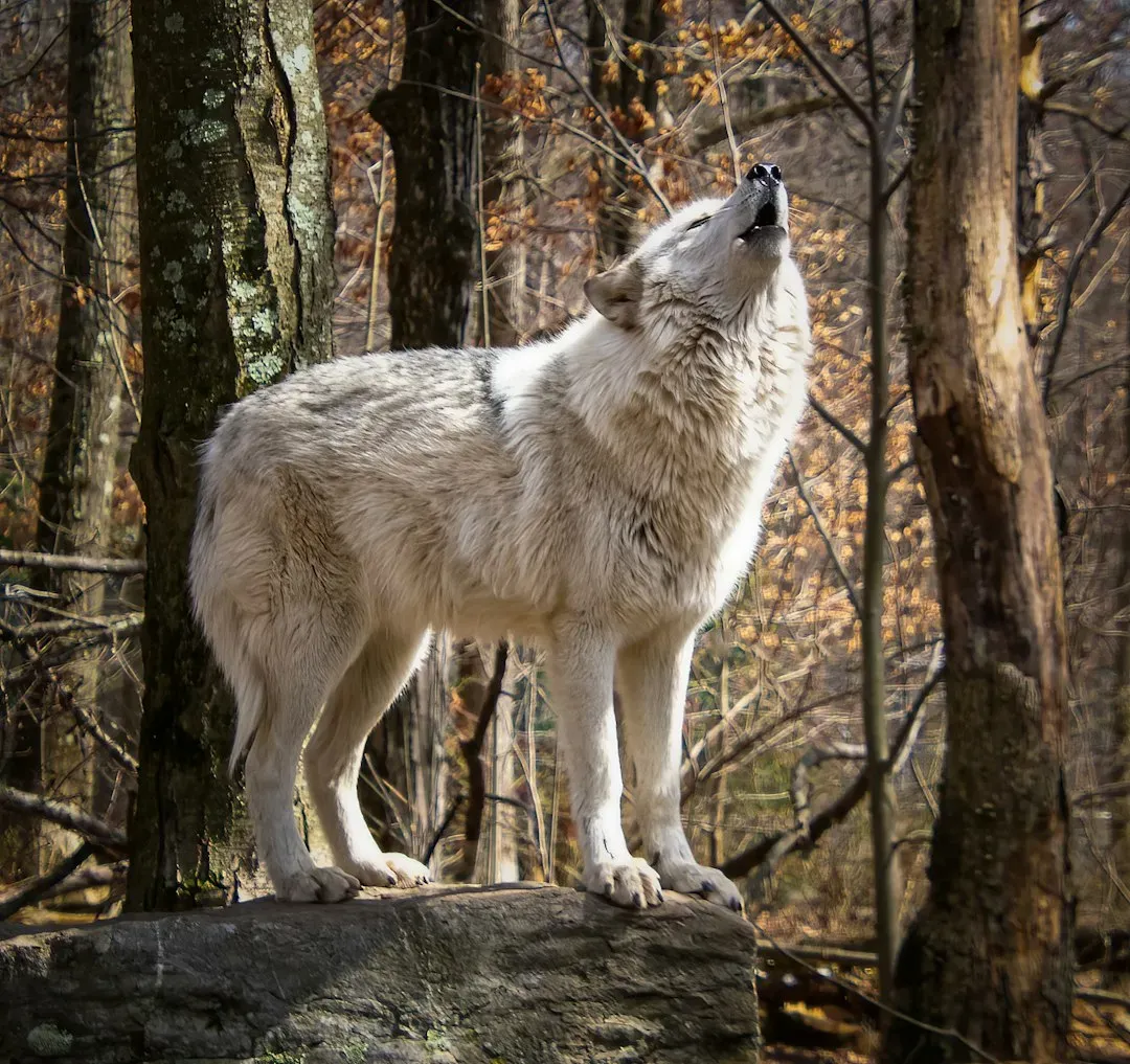 The Myth You Were Sold About Lone Howls (Image Credits: Unsplash)