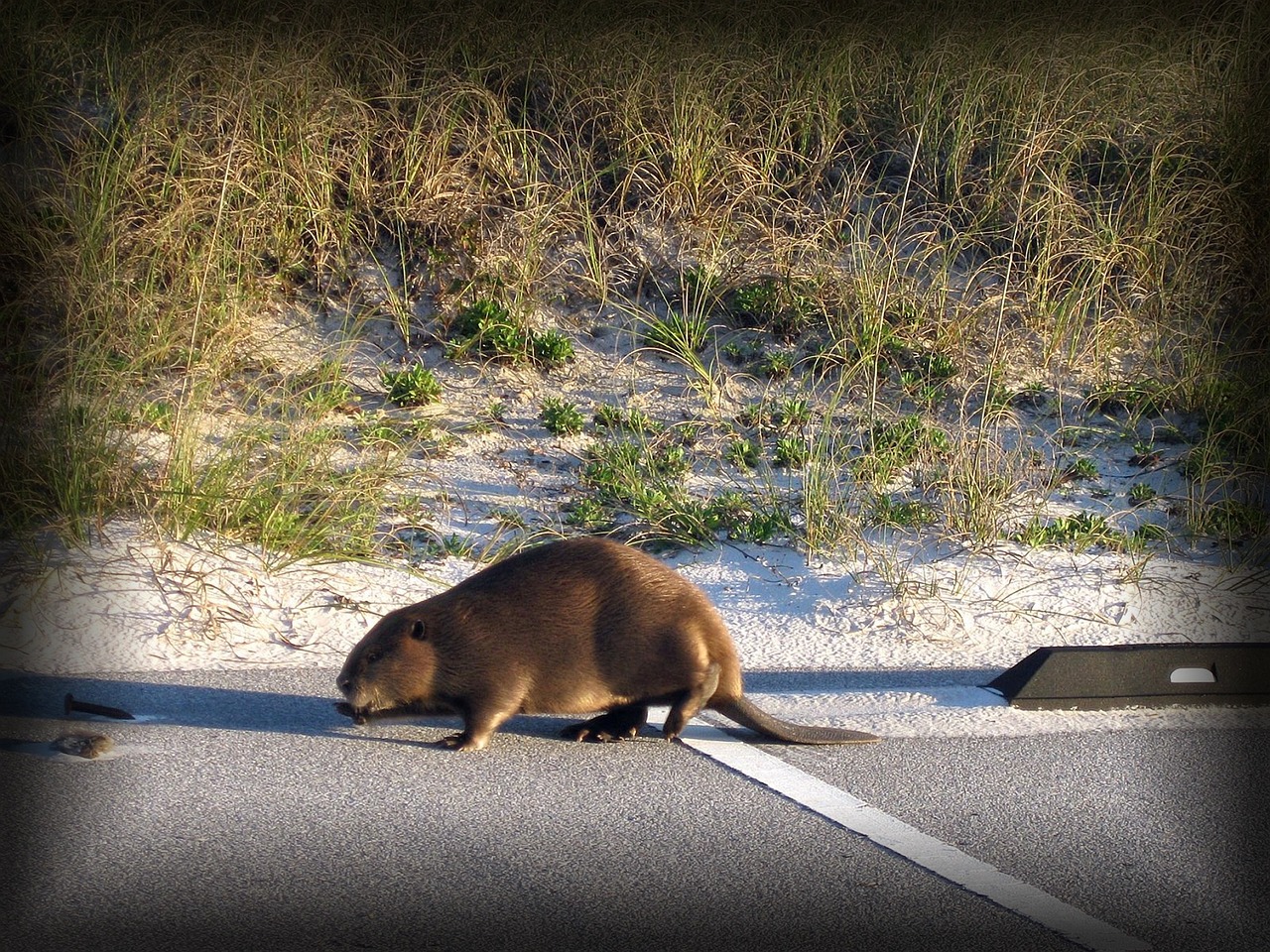 Taurus: The Steadfast River Beaver (Image Credits: Pixabay)