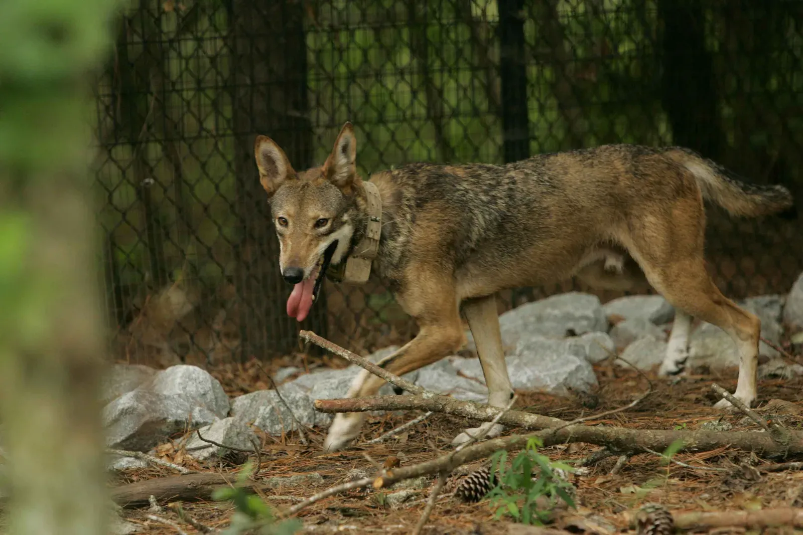 3. The Red Wolf Was Actually Declared Extinct In The Wild In 1980 (Image Credits: Wikimedia)