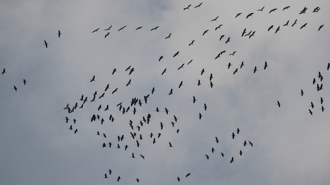When Extreme Winds Force Mass Backward Migration (Image Credits: Unsplash)
