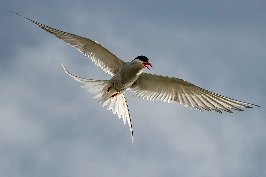 2. The Arctic Tern's Pole-to-Pole Odyssey and Its Impossible Precision (Image Credits: Flickr)