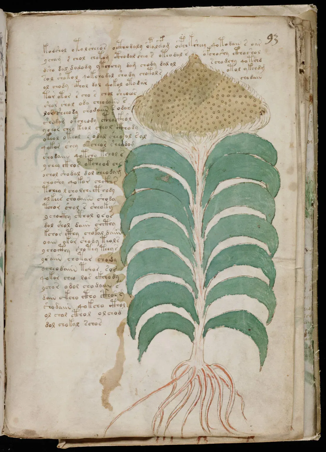 The Voynich Manuscript - A Book Written in a Language Nobody Speaks (Beinecke Rare Book & Manuscript Library, Yale University ([1])., Public domain)
