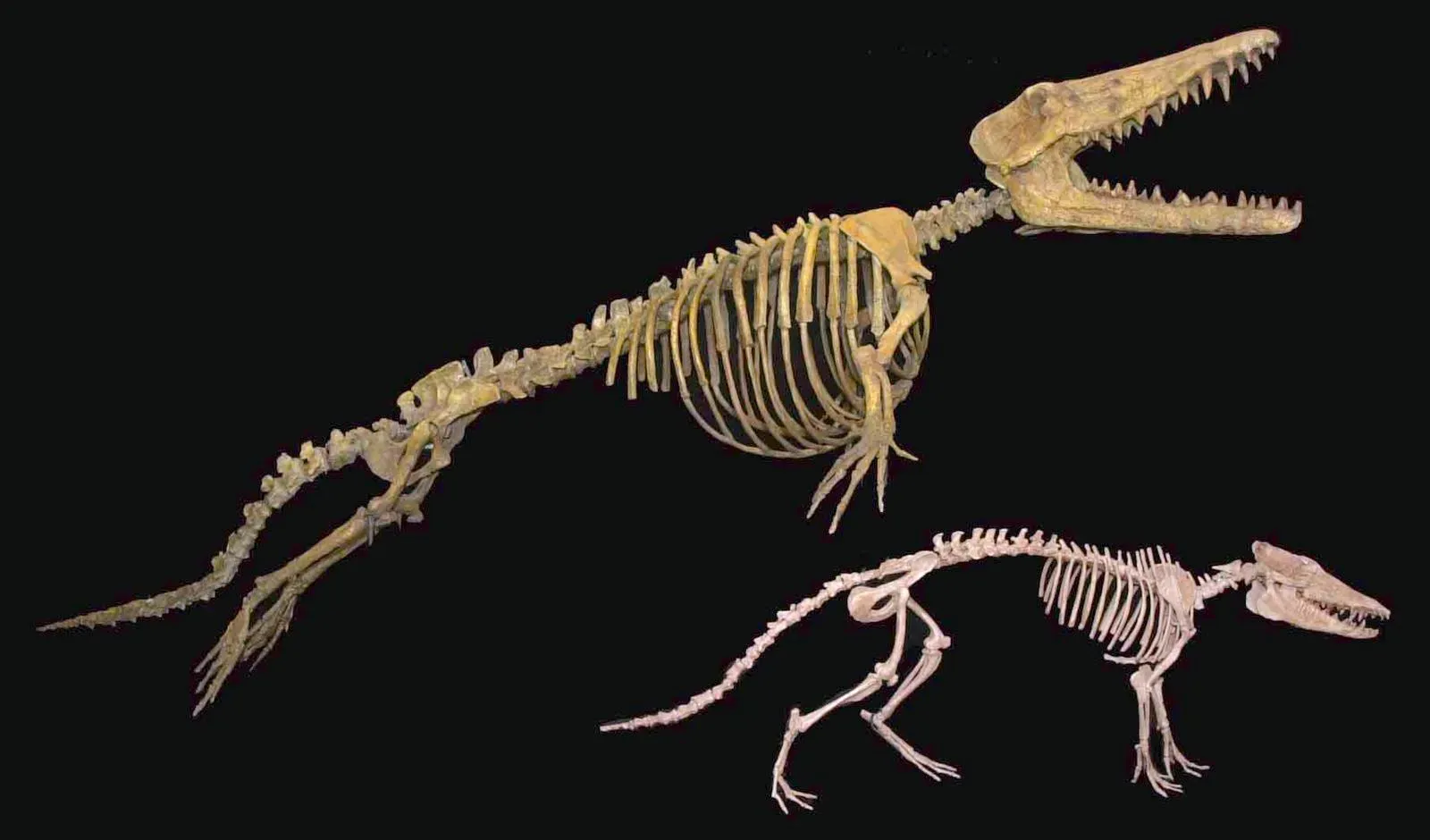 Pakicetus and Ambulocetus: The Four-Legged Ancestors of Whales (Image Credits: Wikimedia)