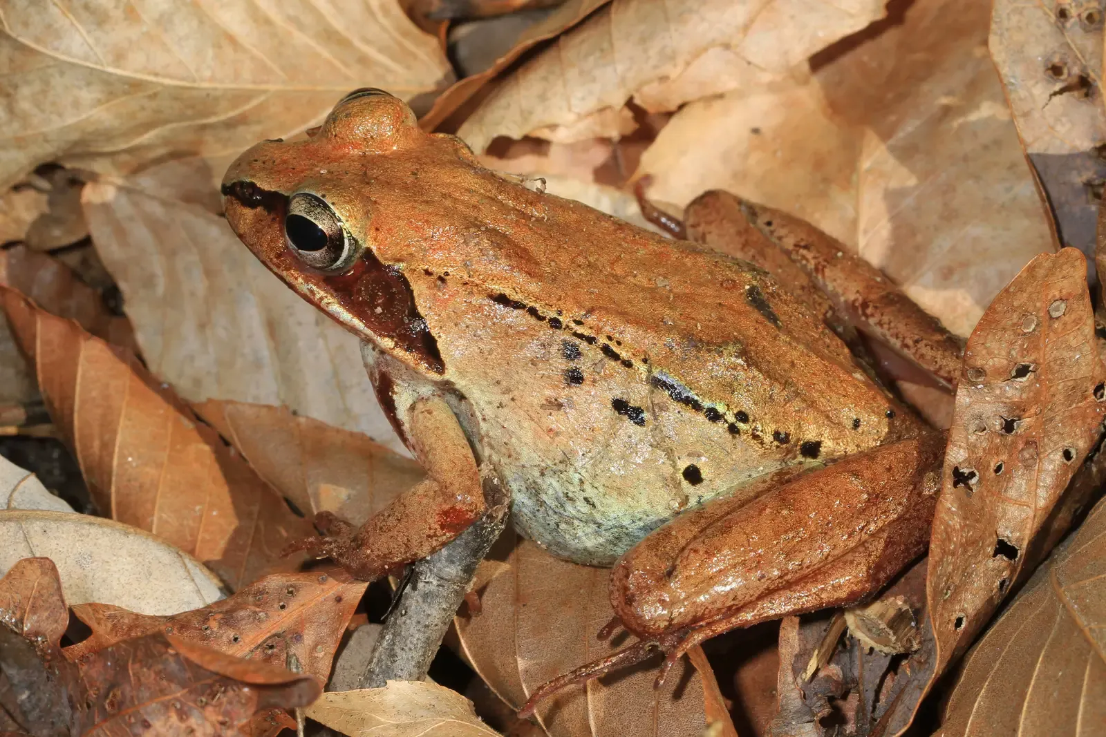 The Moment Winter Hits: From Active Frog to Living Ice Sculpture (Wood Frog - Lithobates sylvaticus, Lake Accotink Park, Springfield, Virginia, CC BY 2.0)