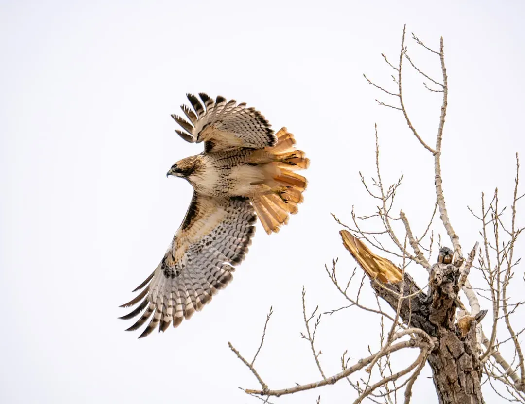Aries: The Red-Tailed Hawk (Image Credits: Unsplash)