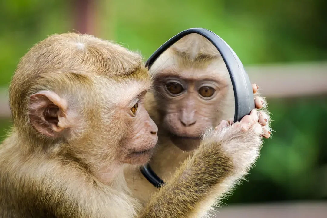 The Mirror Test: When Animals Recognize Themselves (Image Credits: Unsplash)