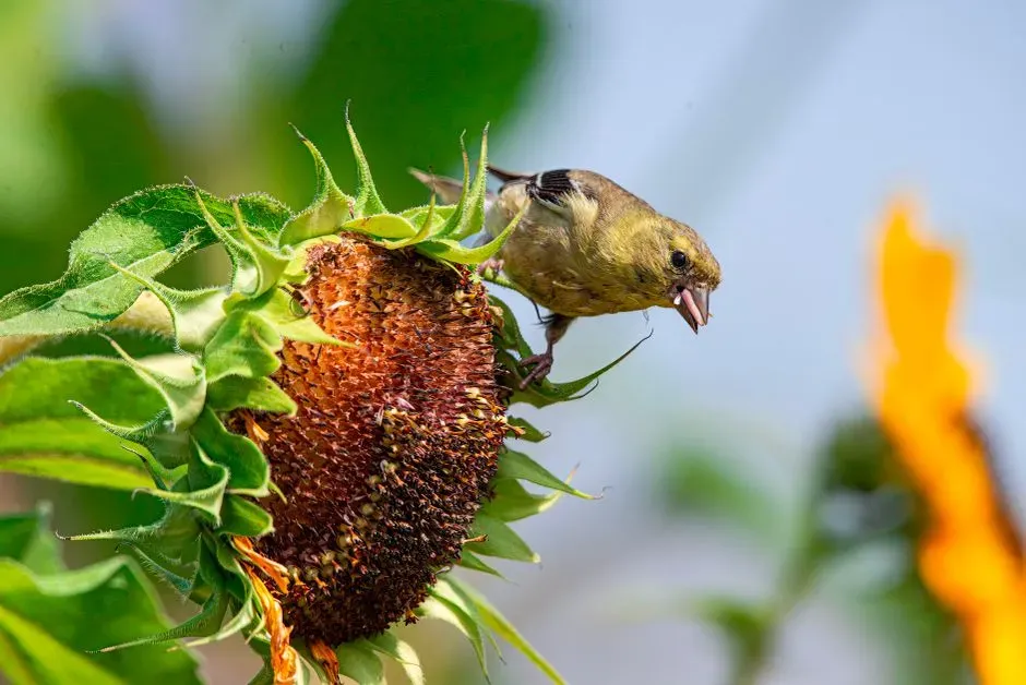#13 - You Keep Finding Perfectly Cleaned-Out Seed Heads (Image Credits: Pexels)