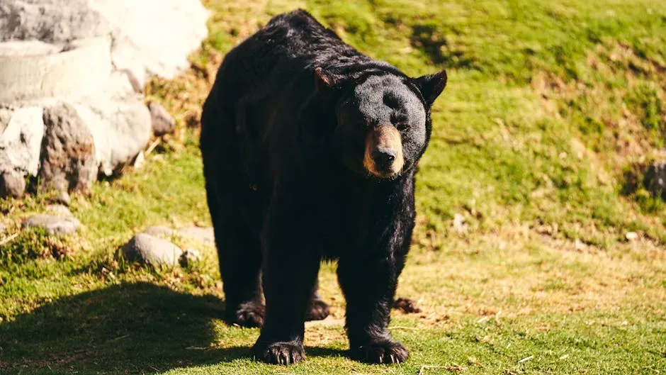 3. Black Bears: Quiet Foragers Along Lakeshores (Image Credits: Pexels)