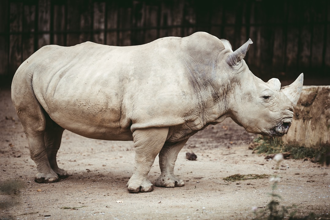 Northern White Rhinoceros: The Loneliest Species on Earth (Image Credits: Unsplash)