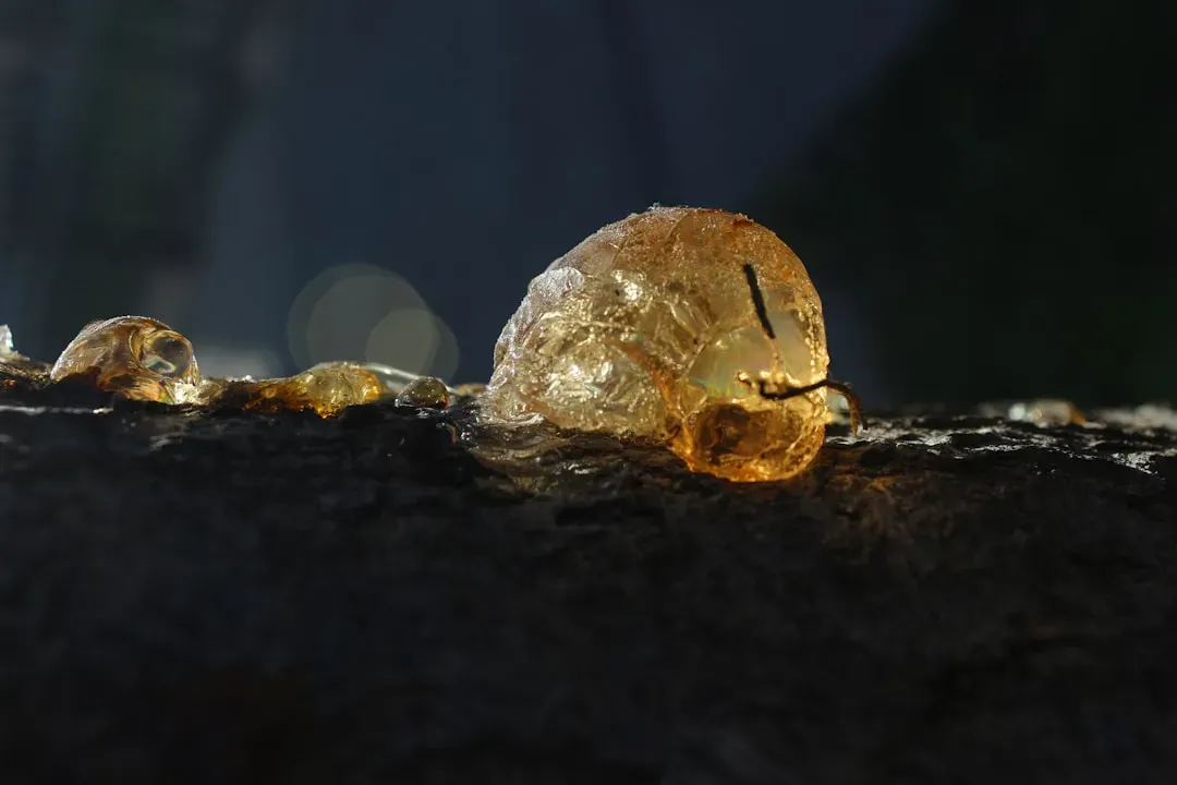 #2 - The Insects That Turned to Stone Instead of Fossilizing Normally (Image Credits: Unsplash)