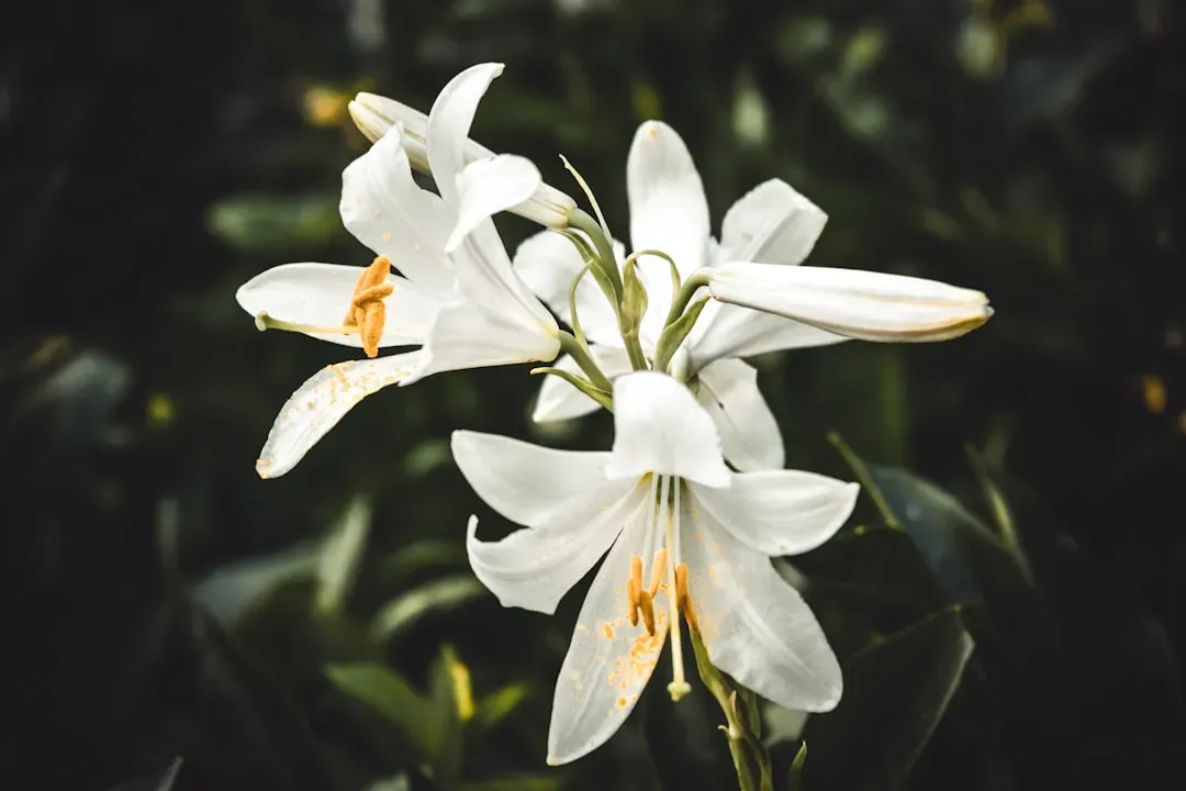 Cancer – White Lily: Protective, Emotional, And Deeply Devoted (Image Credits: Unsplash)